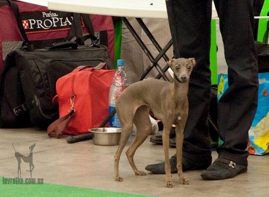 CH. Silvento Diamantine tenera - exc-2 R.CAC