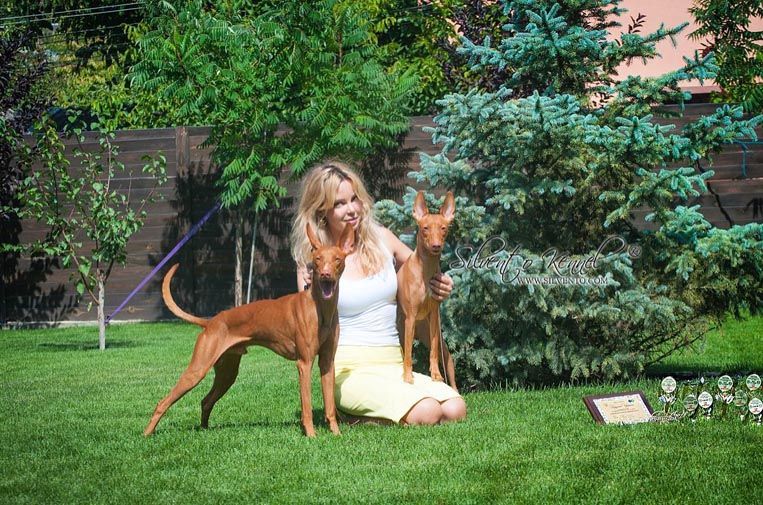 CH. Silvento Mercury - CAC CACIB BOS finished CH UA & CH UKU