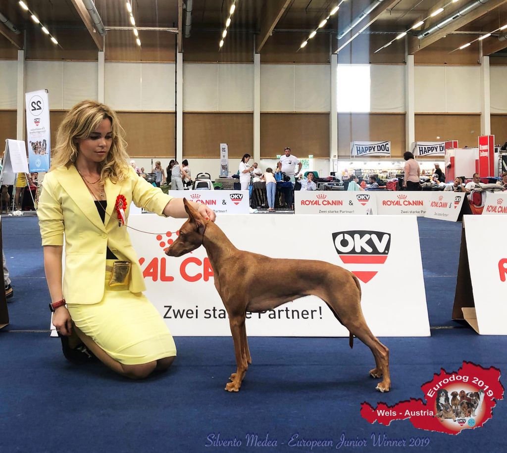 CH. Silvento Medea - exc - 1/4 jCACA EUROPEAN Junior WINNER