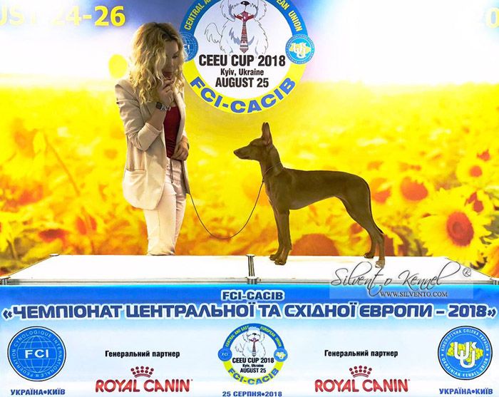 CH. Silvento Medea - Best Baby / Central and East European Union Baby Winner