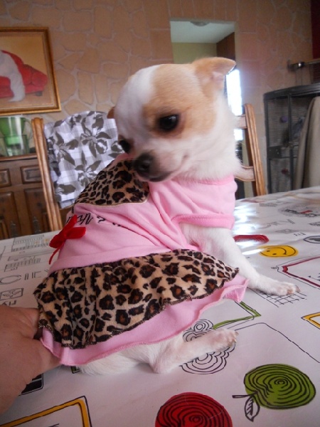 Publication : du clocher d'enfer Auteur : martine godefroy