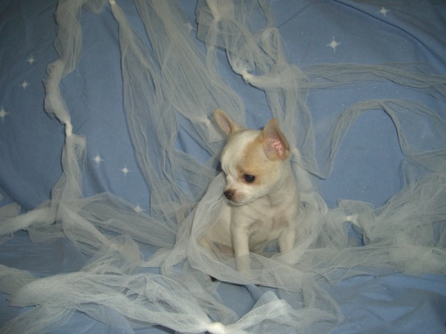 Publication : du clocher d'enfer Auteur : martine godefroy