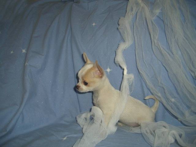 Publication : du clocher d'enfer Auteur : martine godefroy