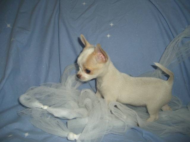 Publication : du clocher d'enfer Auteur : martine godefroy