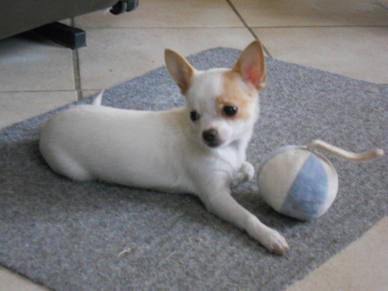 Publication : du clocher d'enfer Auteur : martine godefroy