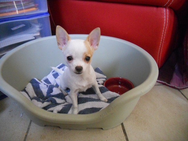 Publication : du clocher d'enfer Auteur : martine godefroy