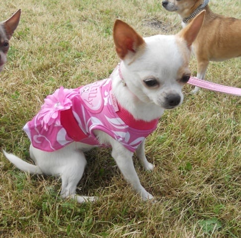 outwest's Gulia carmelita - TAN