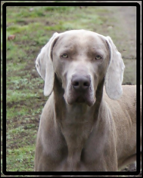 Publication : el Bosque de Lugh