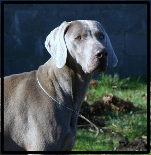 Publication : el Bosque de Lugh