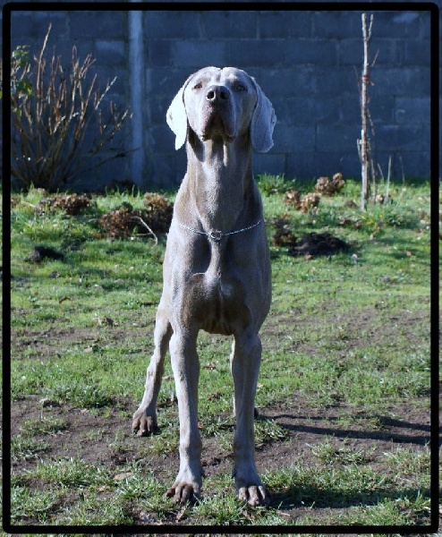 Publication : el Bosque de Lugh