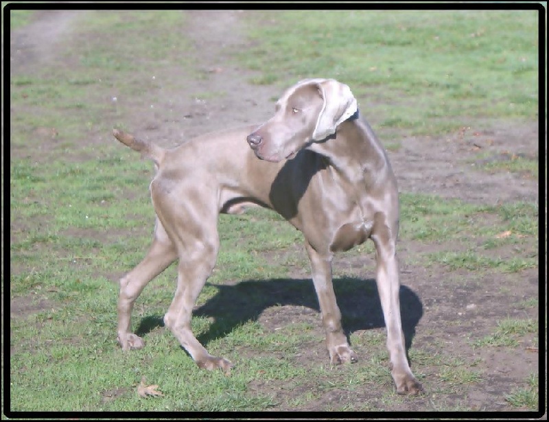 Publication : el Bosque de Lugh