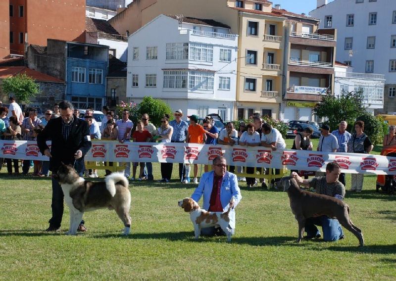 Publication : el Bosque de Lugh