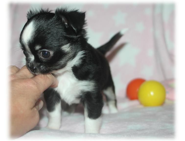 du Diamant d'Or - Chiot disponible  - Chihuahua