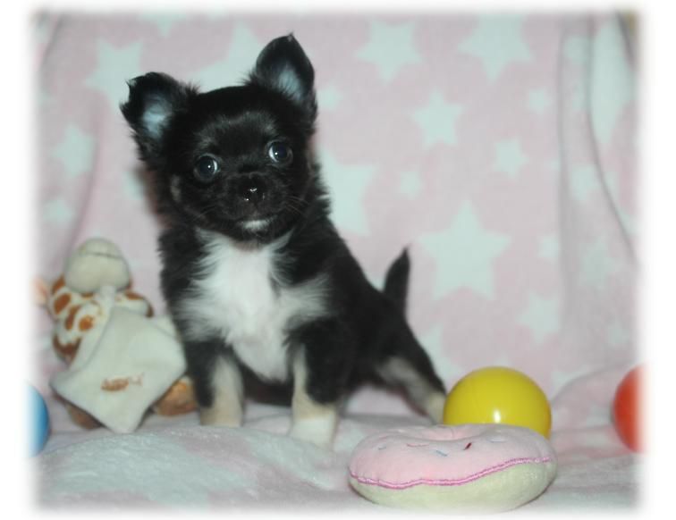 du Diamant d'Or - Chiot disponible  - Chihuahua