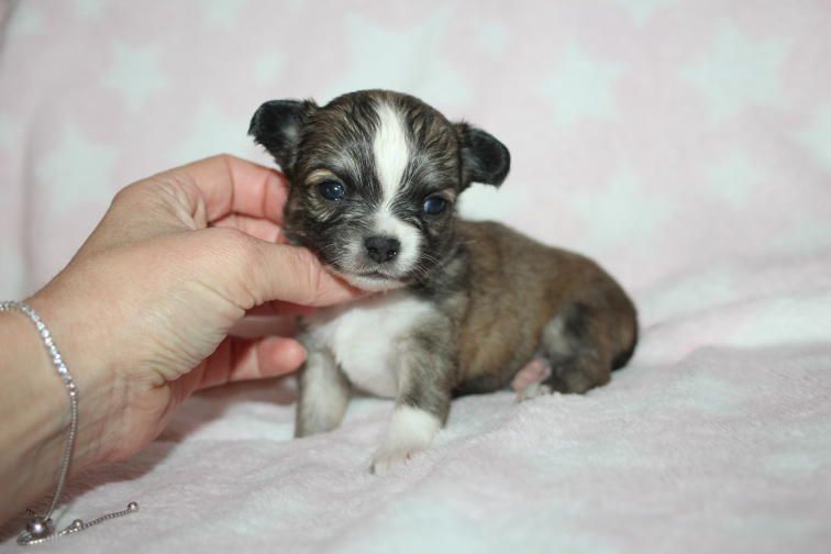 Chihuahua