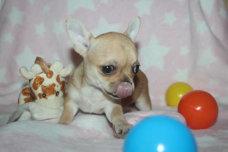 du Diamant d'Or - Chiot disponible  - Chihuahua