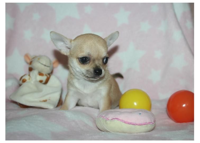 du Diamant d'Or - Chiot disponible  - Chihuahua