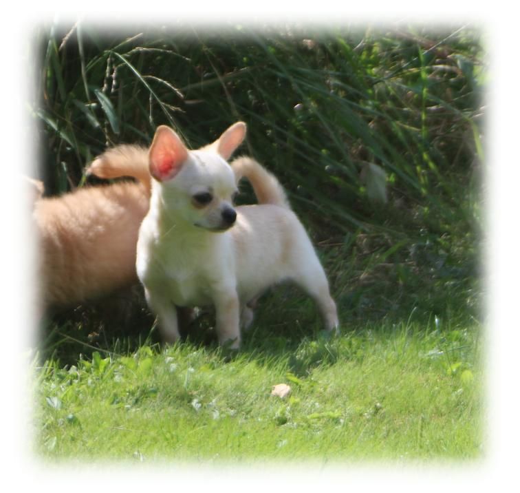 du Diamant d'Or - Chiot disponible  - Chihuahua