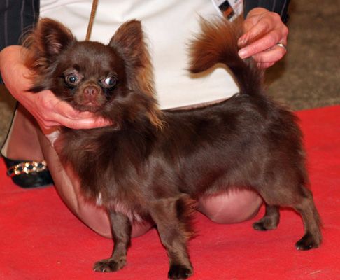 amiroyal Heart breaker - 2ème EXCELLENT