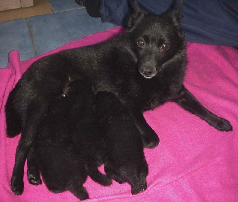 Publication : van de Moerepoort Auteur : Mrs Pollet Agnes