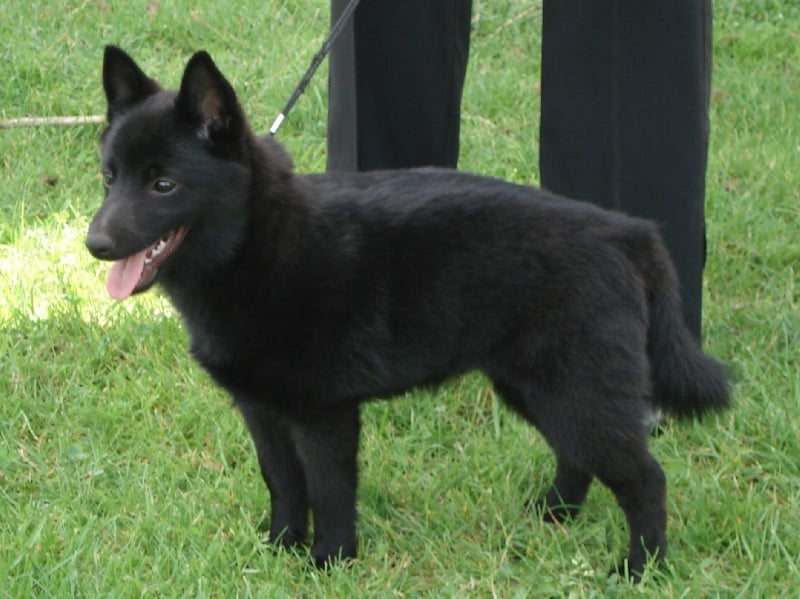 Publication : van de Moerepoort Auteur : buekenhoudt francis