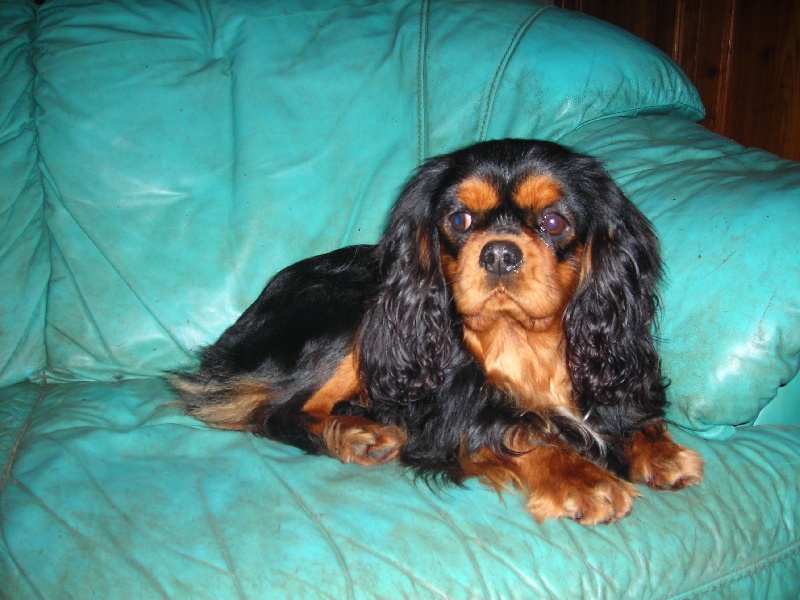 Publication : du Palais des Merveilles Auteur : marine