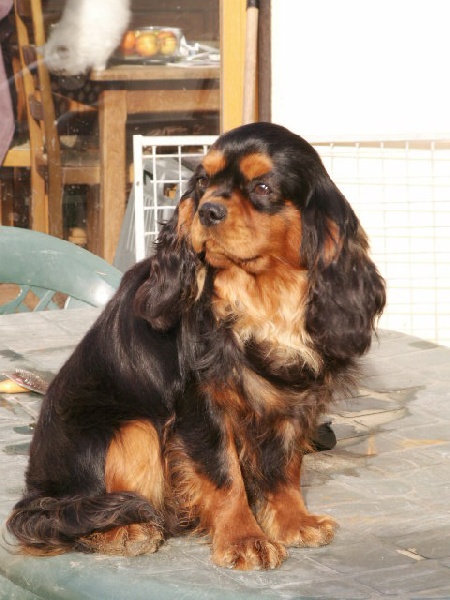 Publication : du Palais des Merveilles Auteur : marine