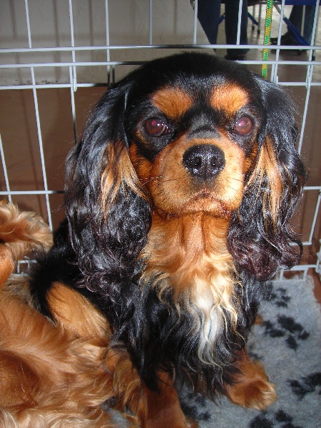 TR. C'est une geule d'amour des marais de Bremes - 2ème excellent + RCACS