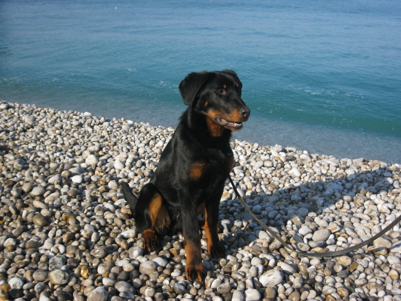 Publication : de la horde de feu Auteur : Fabien