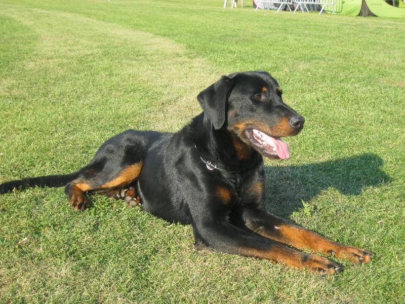 Publication : de la horde de feu Auteur : Fabien