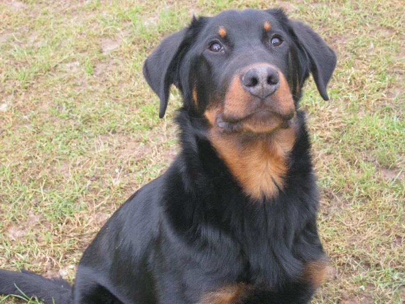 Publication : de la horde de feu Auteur : Fabien