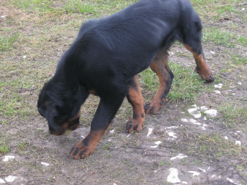 Publication : de la horde de feu Auteur : Fabien