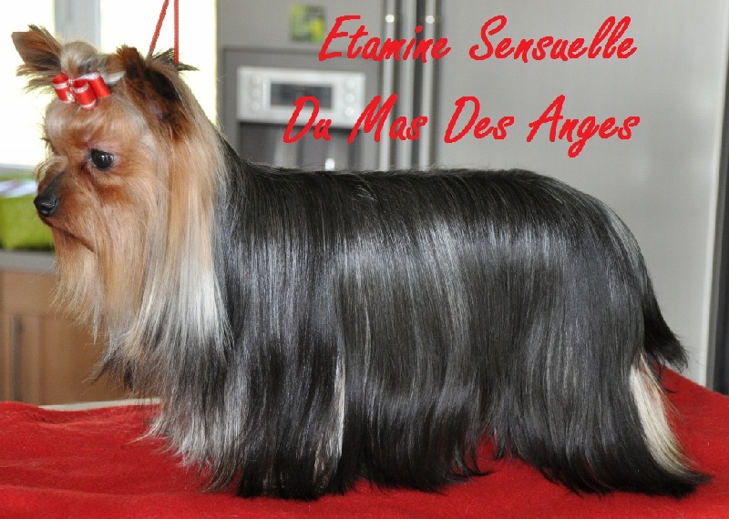 Publication : du Mas des Anges