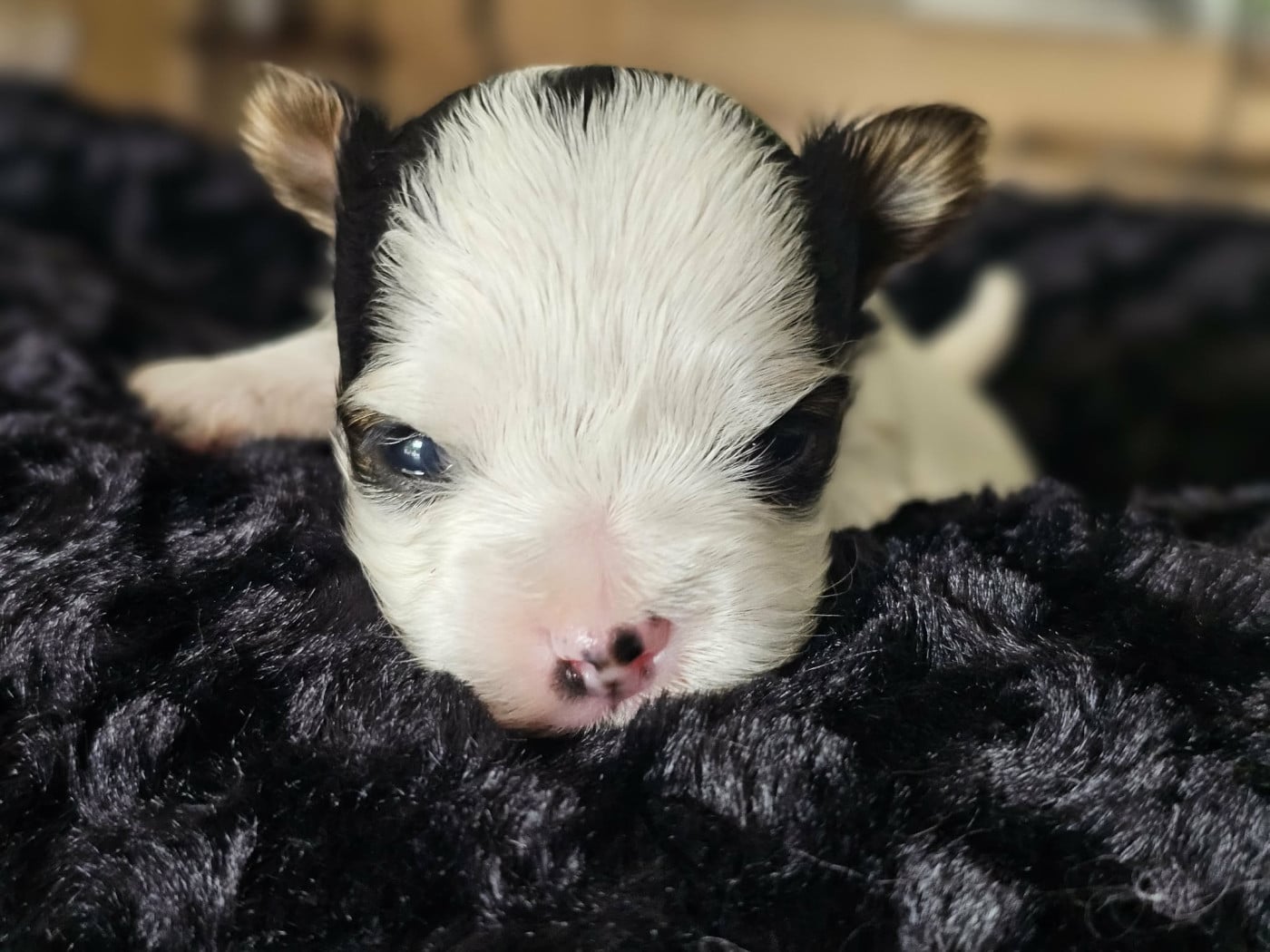Chiot N°1