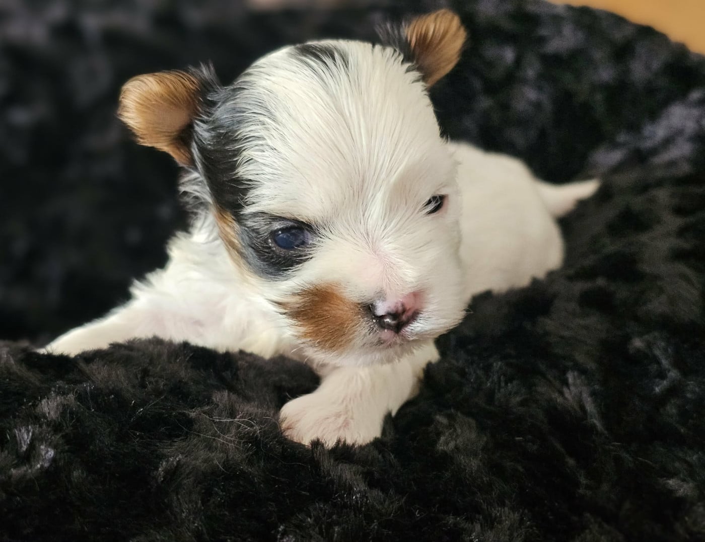 Chiot N°2
