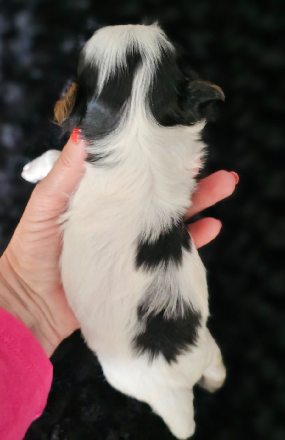 Chiot N°1