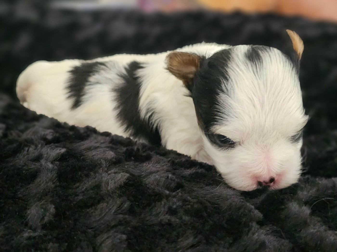 Chiot N°1