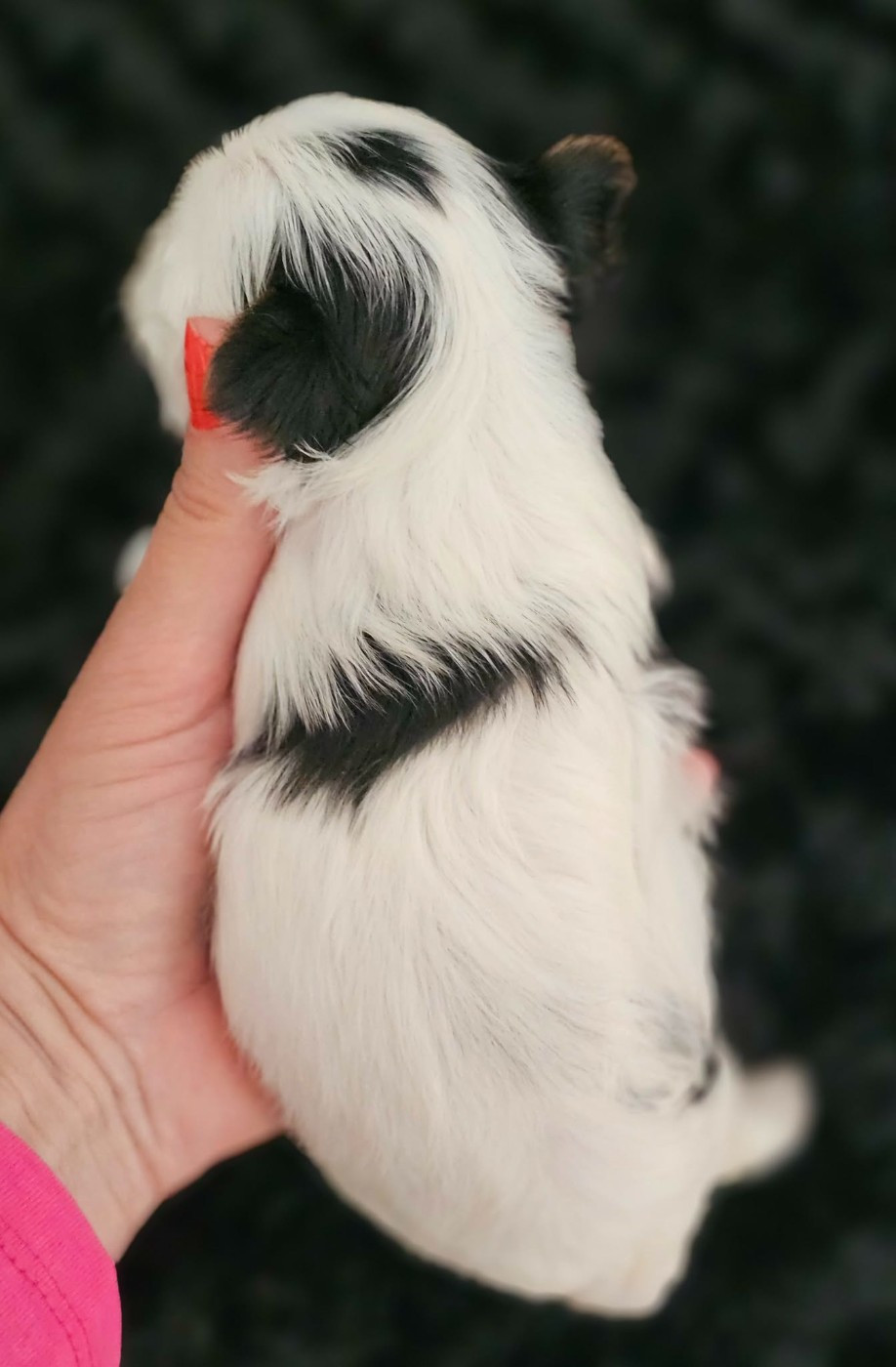 Chiot N°2