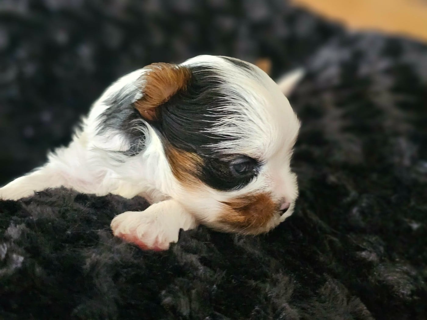 Chiot N°2