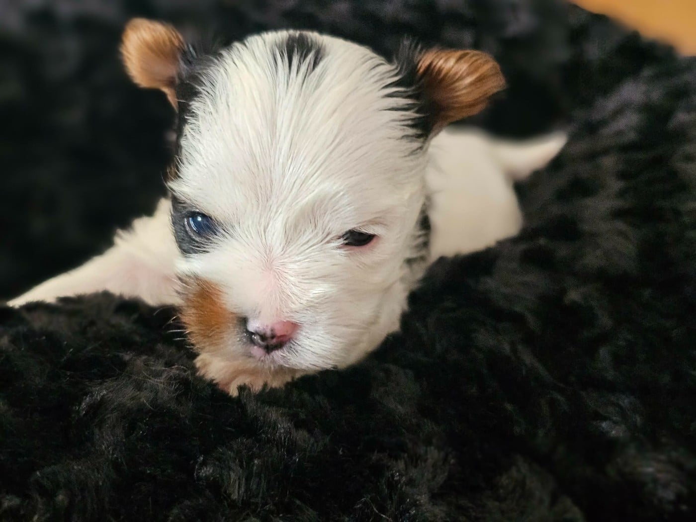Chiot N°2