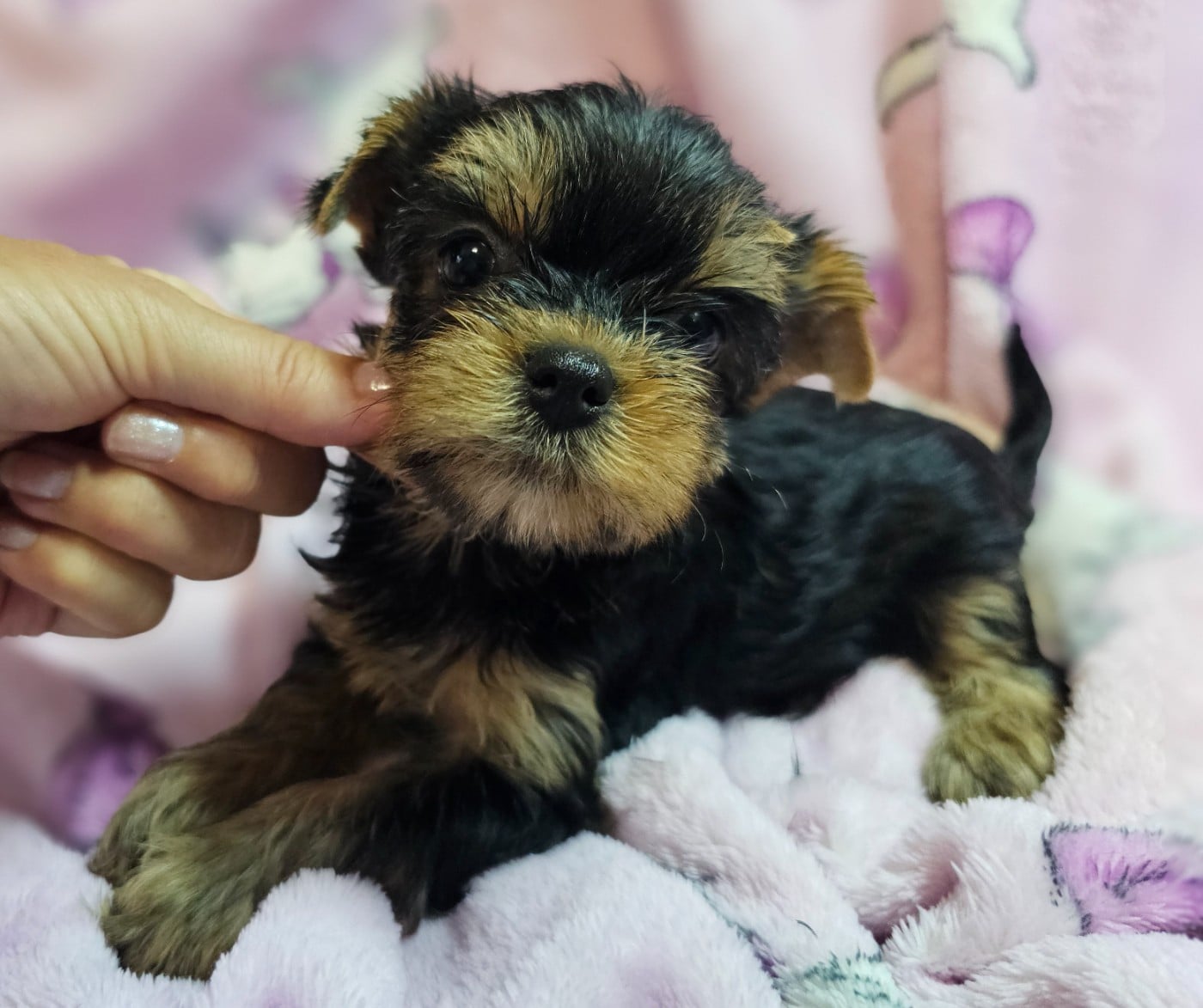 Chiot N°6