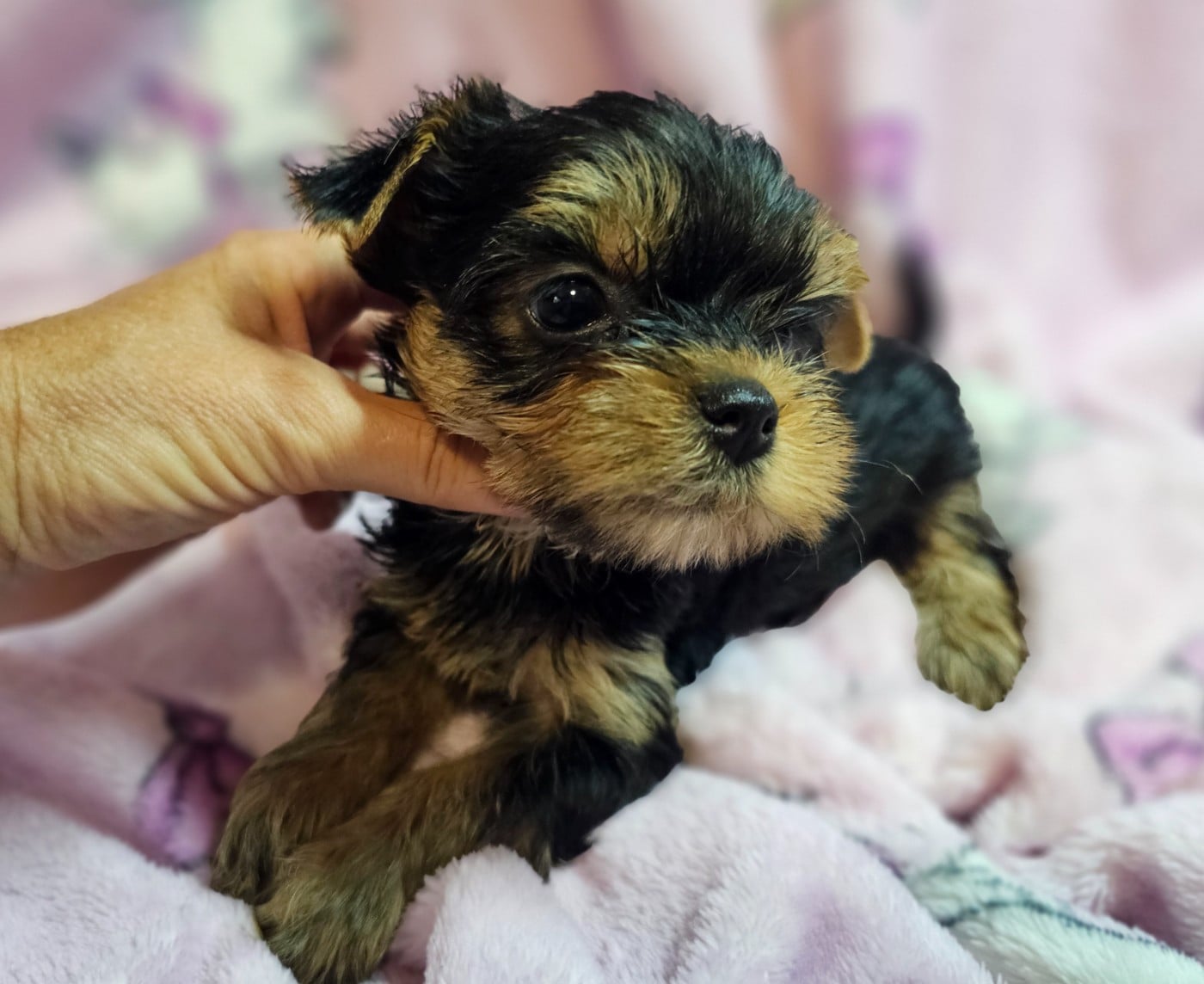 Chiot N°6