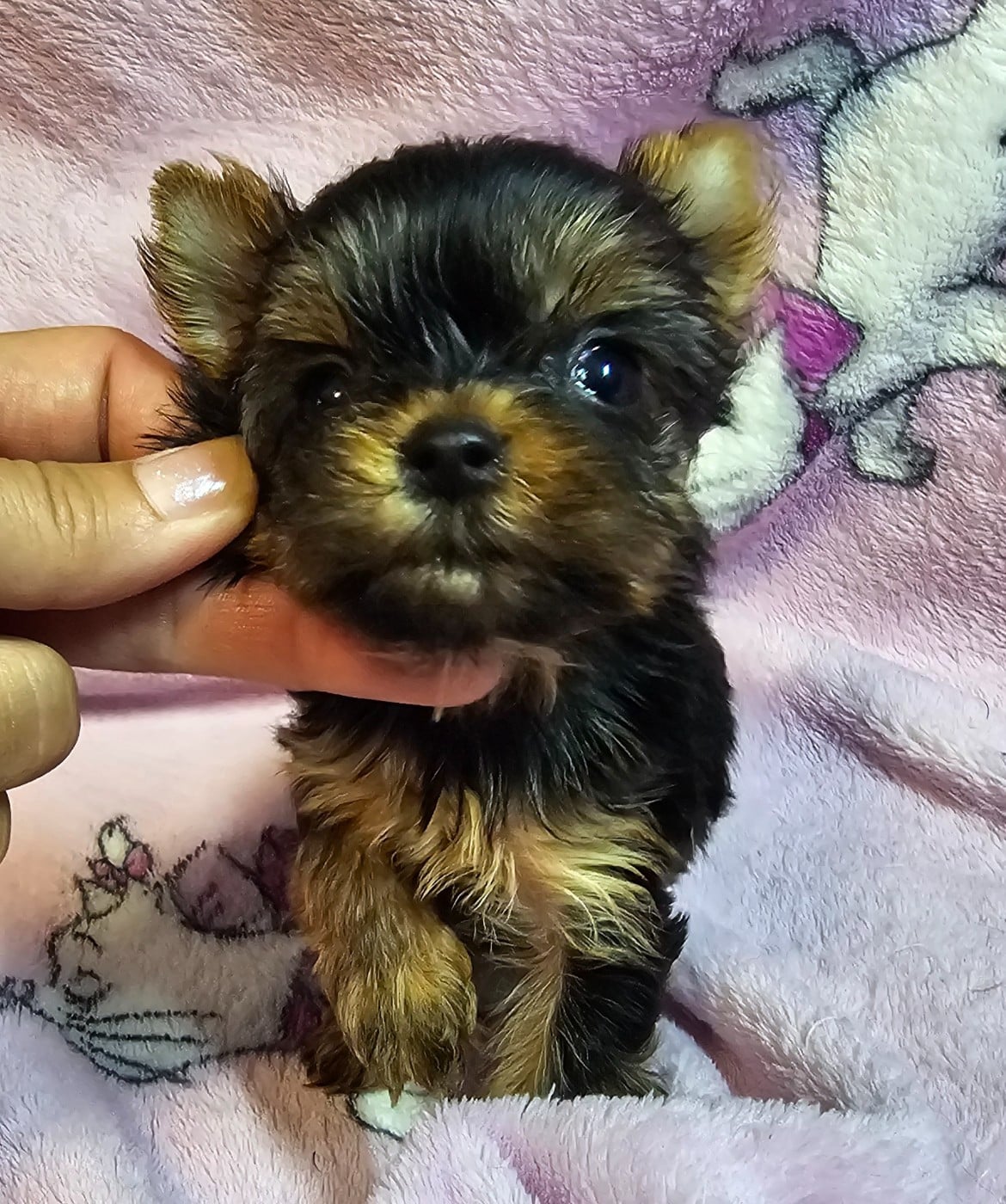 Chiot N°7