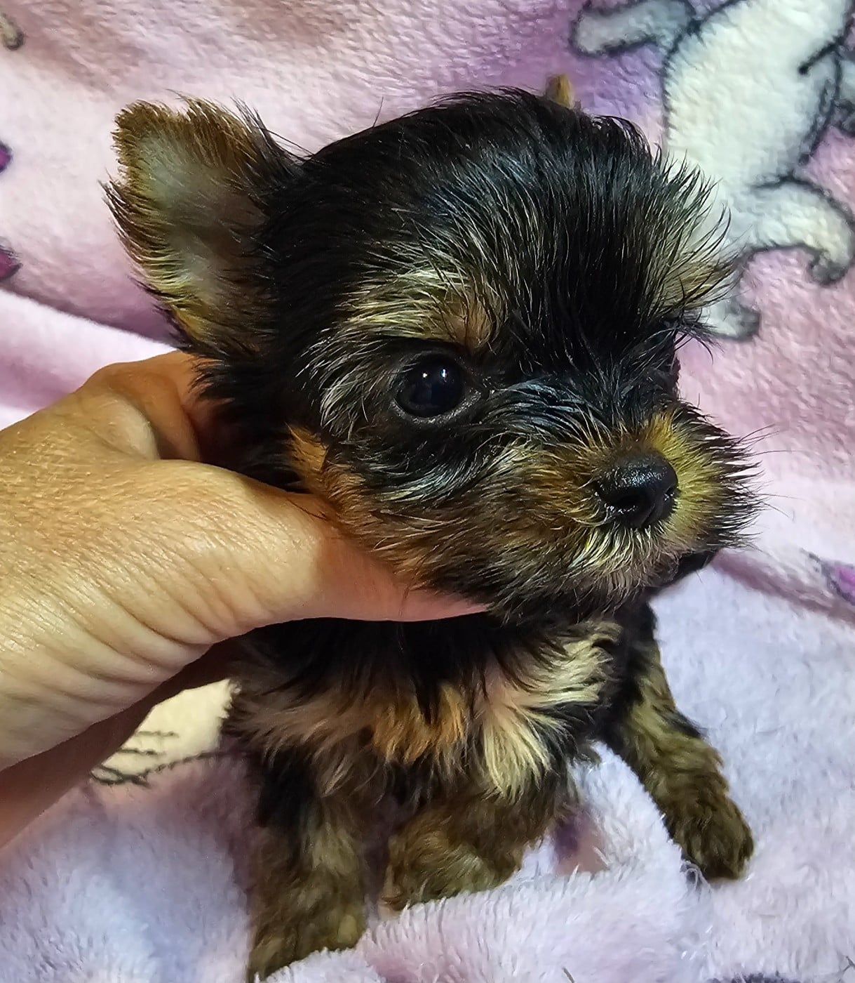 Chiot N°7
