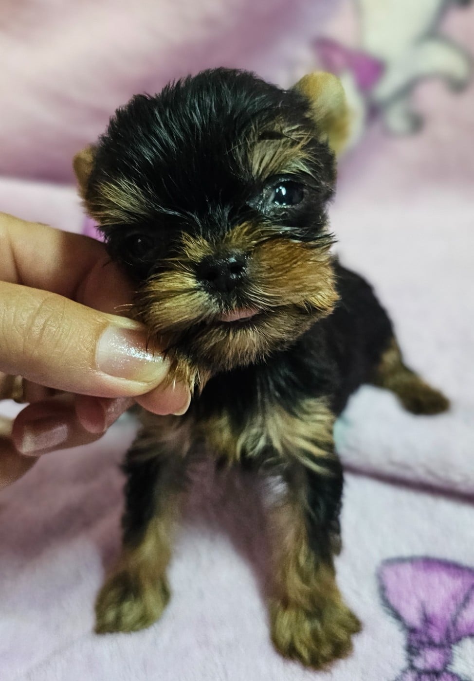 Chiot N°1