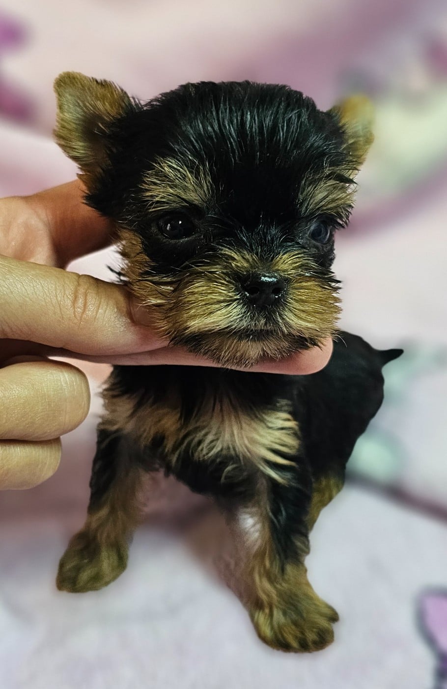 Chiot N°1