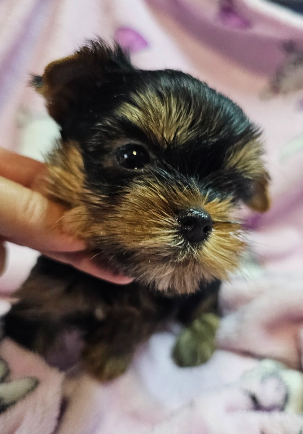 Chiot N°2