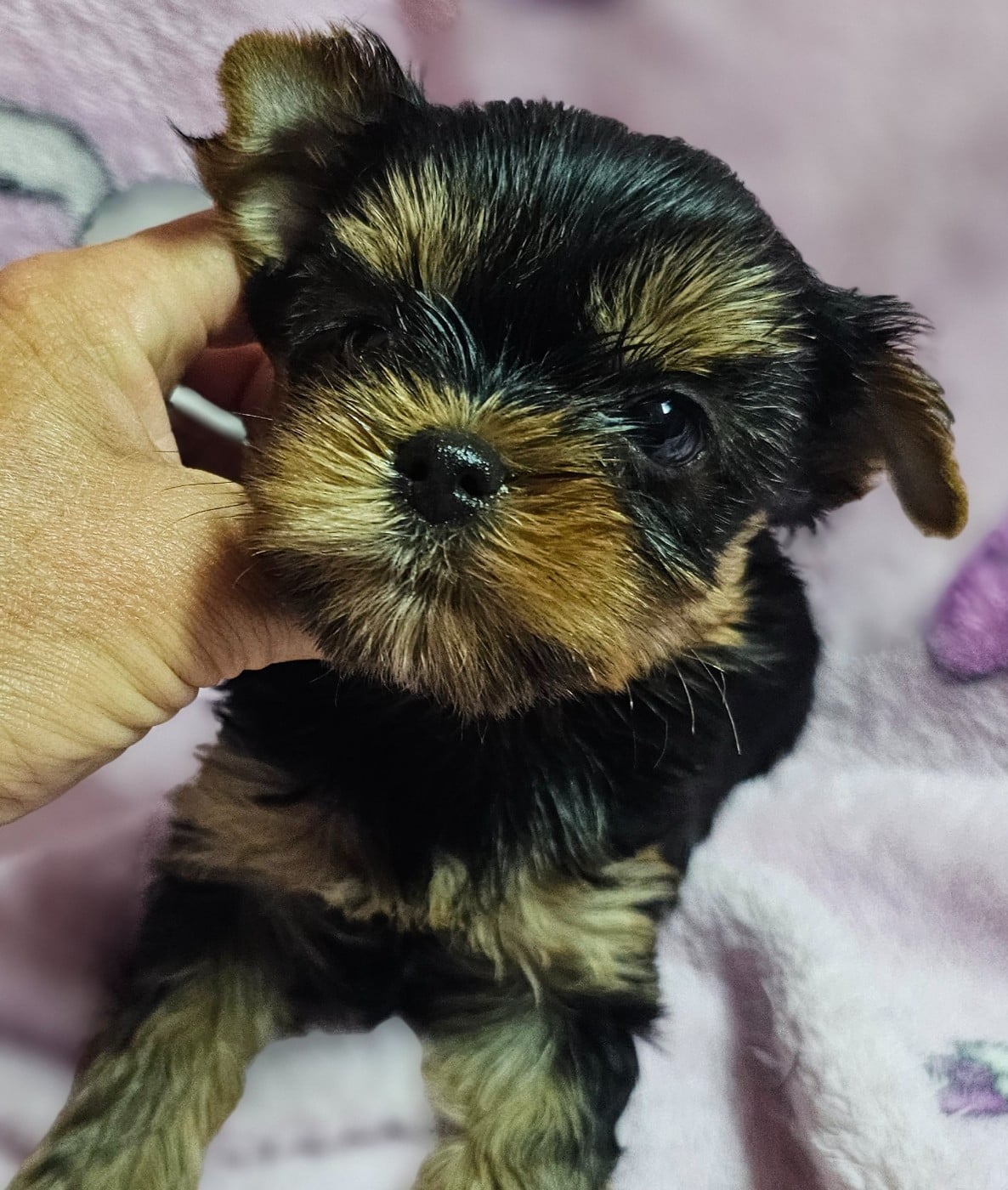 Chiot N°2