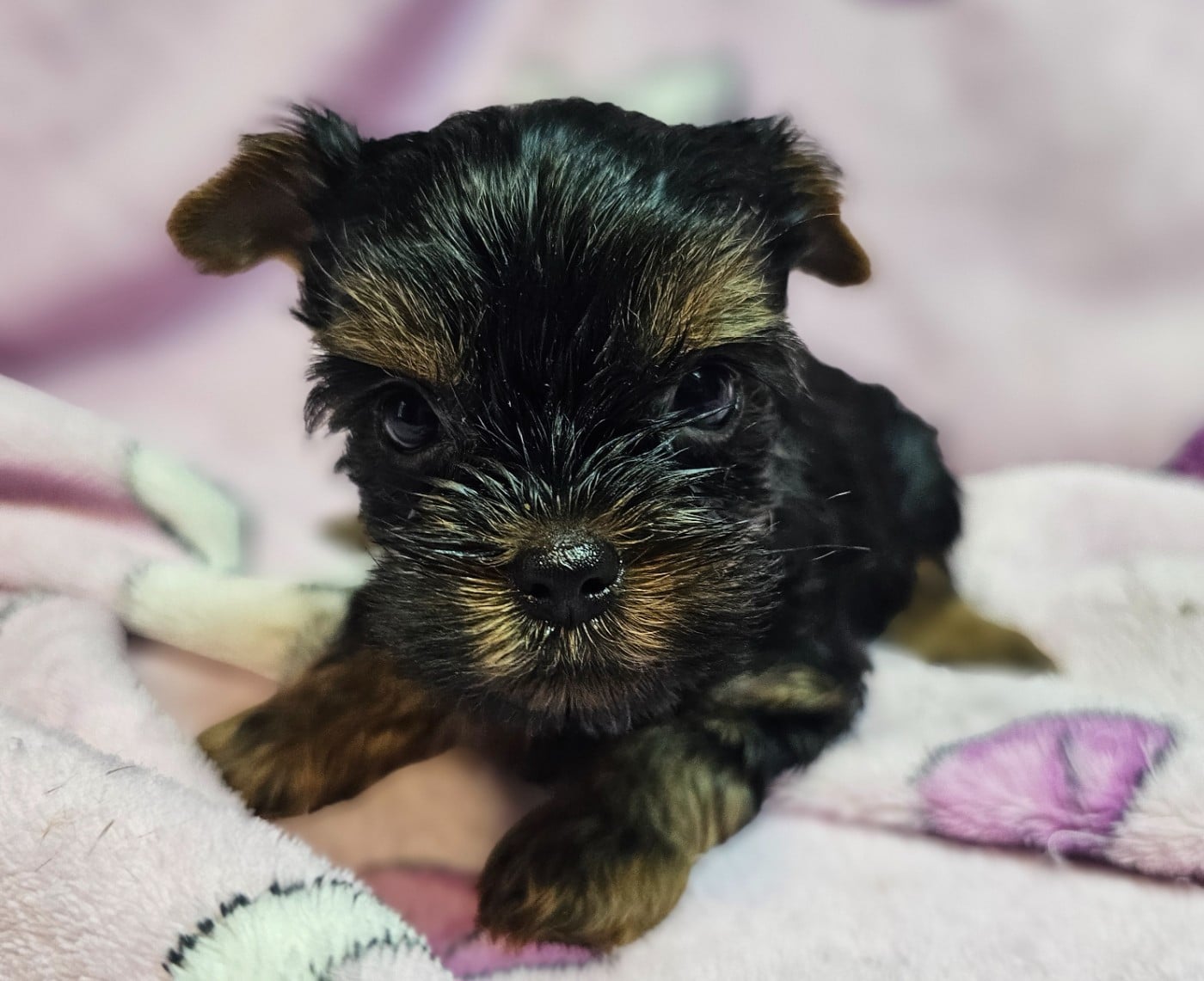 Chiot N°3