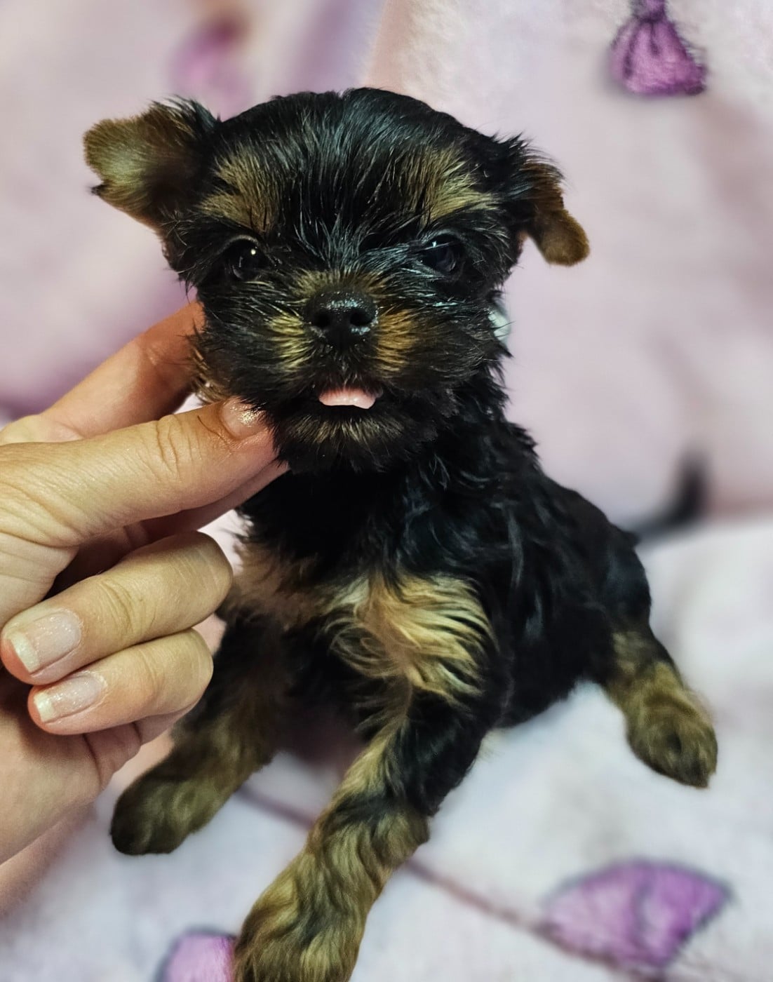 Chiot N°3